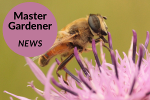 green background with purple flower and bee reading Master Gardener News