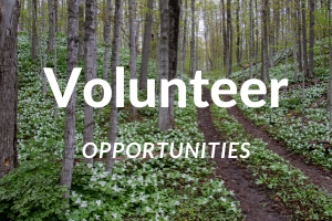 wooded background that reads Volunteer opportunities