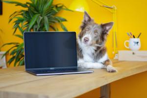 Dog next to laptop