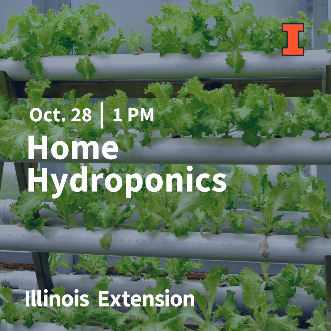 image of a self made home hydroponics system