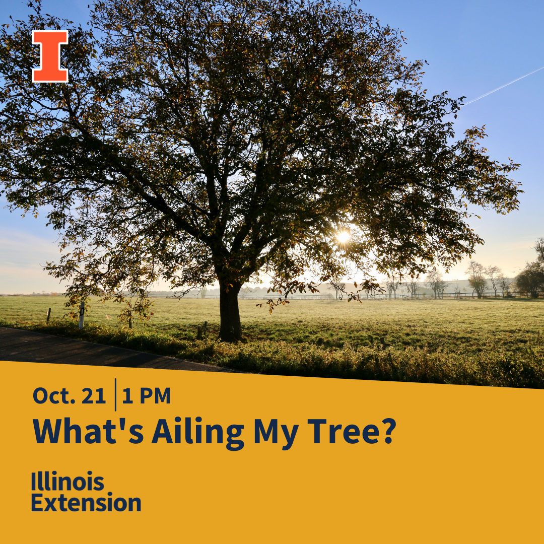image of a large tree in an open field with blue skies and green grass