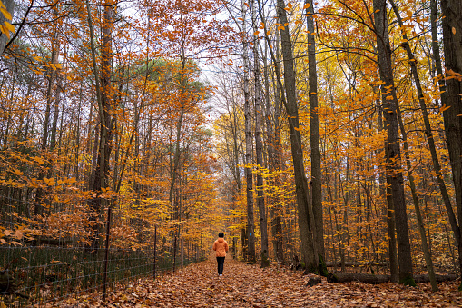 autumn trees with a person hiking