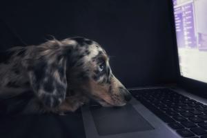 Dog looking at screen with head on keyboard
