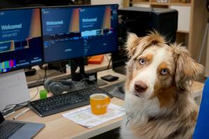 Dog looking at camera, surrounded by computer screens