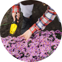 woman gardening purple asters