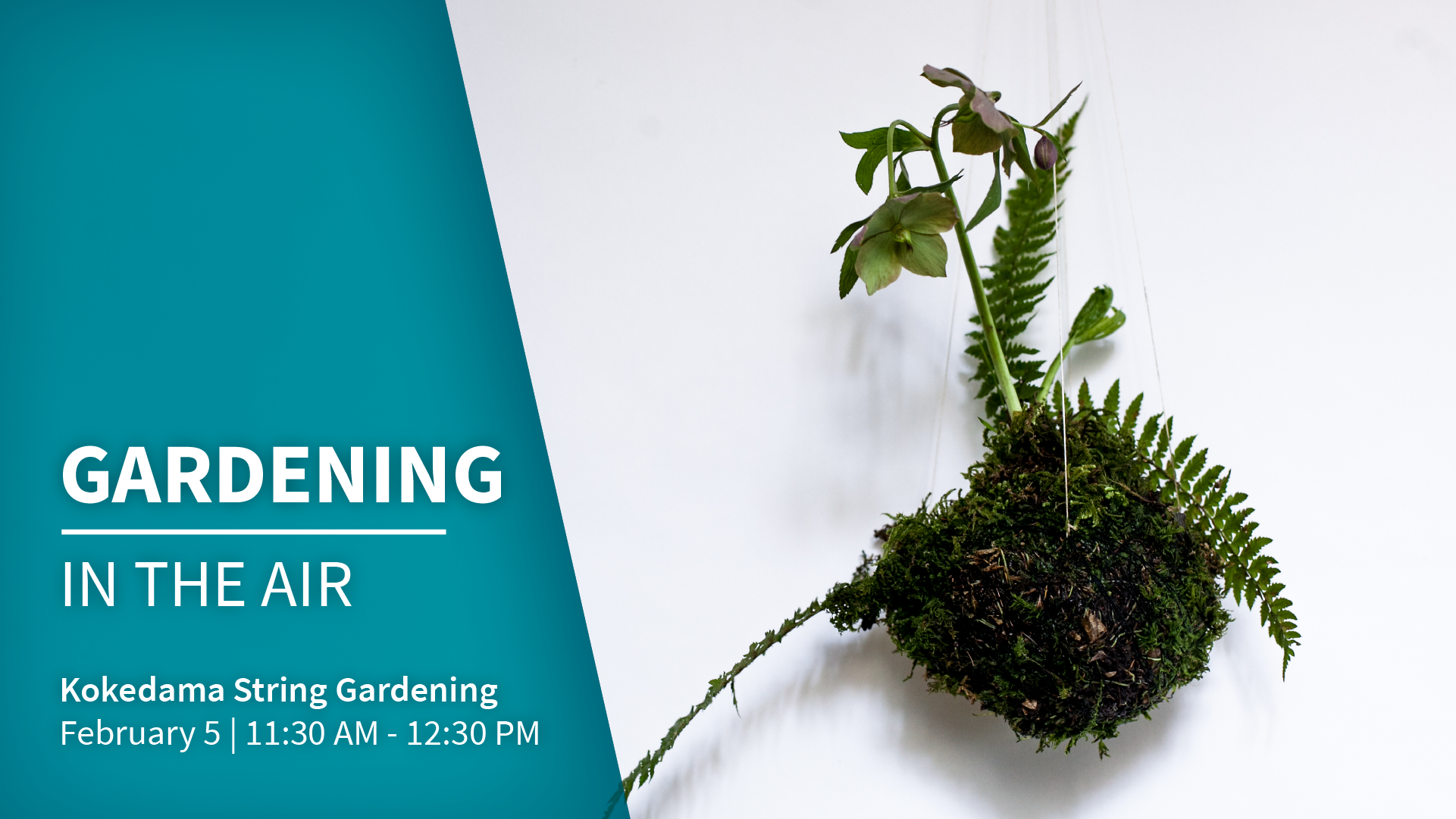 kokedama string gardening