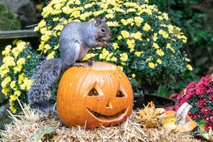squirrel perces on jack o lantern it is eating 