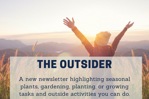 The Outsider Newsletter