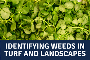 Identifying Weeds in Midwestern Turf and Landscapes