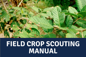 Field Crop Scouting Manual 