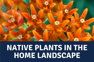 Native Plants in the Home Landscape