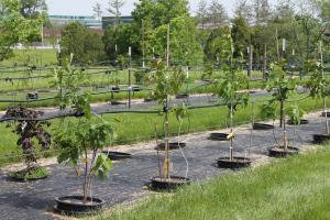 young trees in nursery