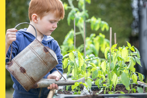 boy watering vegetable plants with a metal watering can