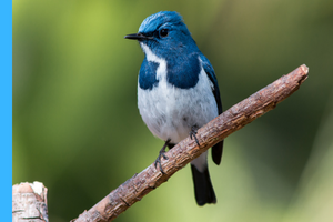 blue and white bird on a stick