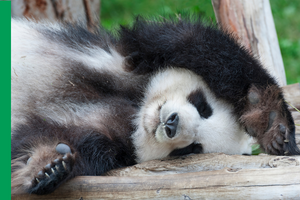 panda sleeping with a leg over its head
