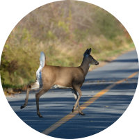 white tailed deer crossing roadway
