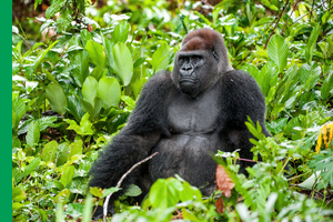 gorilla sitting in tall grasses and plants