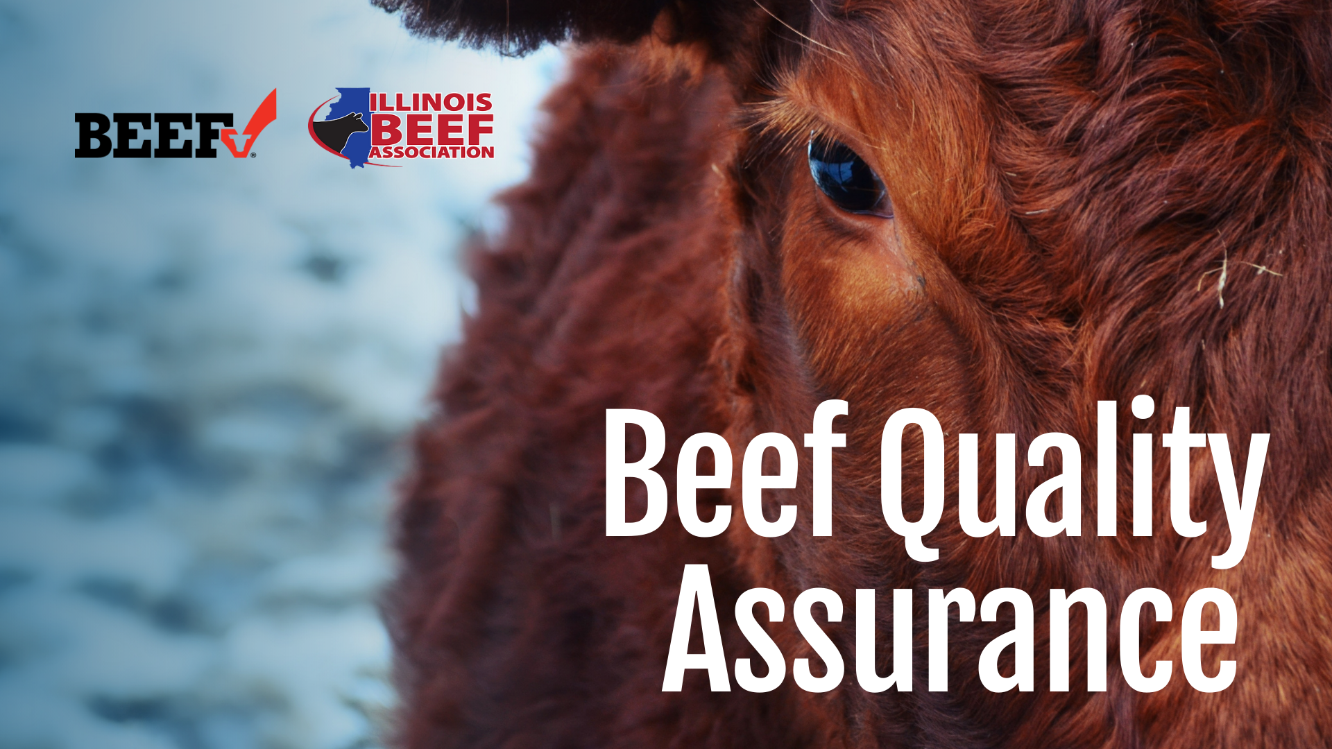 beef cattle quality assurance program