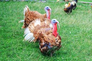 heritage breed brown turkey on a farm