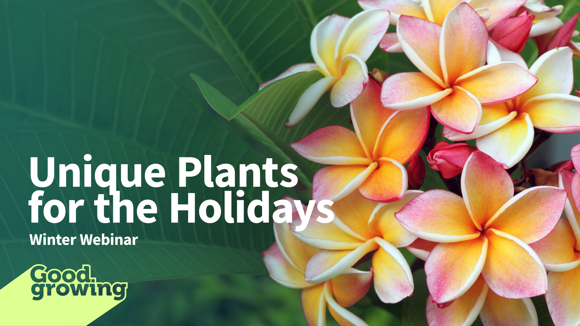 unique plants for the holidays