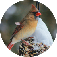 female cardinal bird perches on snow covered bird seed
