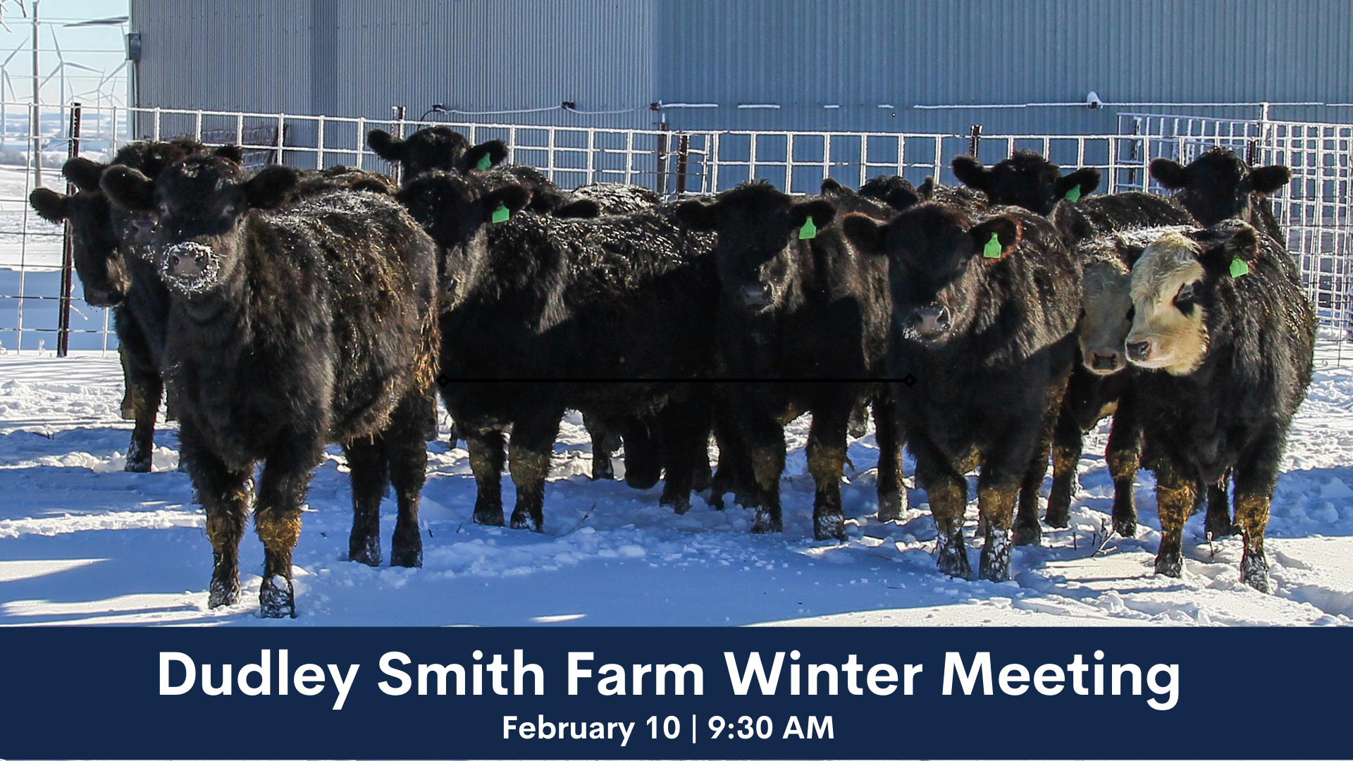 cows in the winter at Dudley Smith Farm