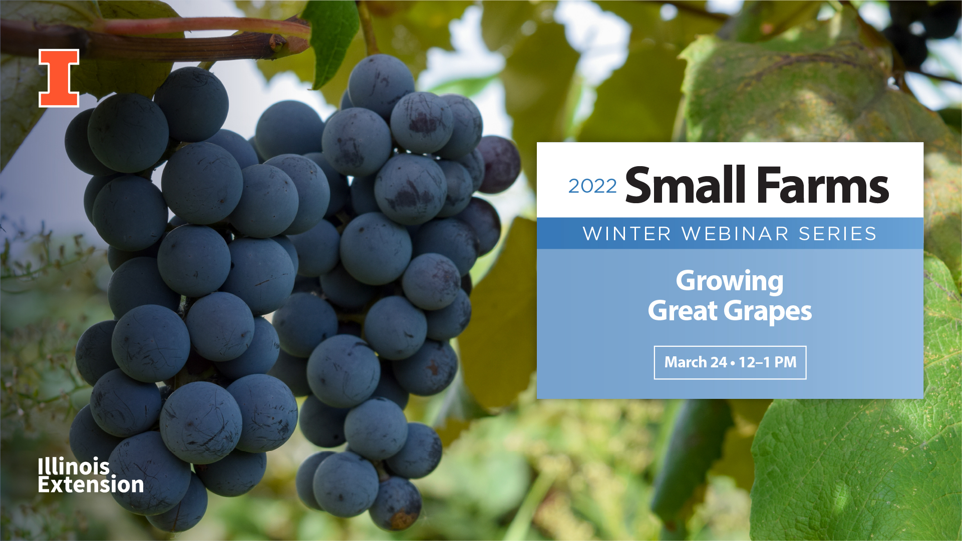 growing grapes small specialty farms