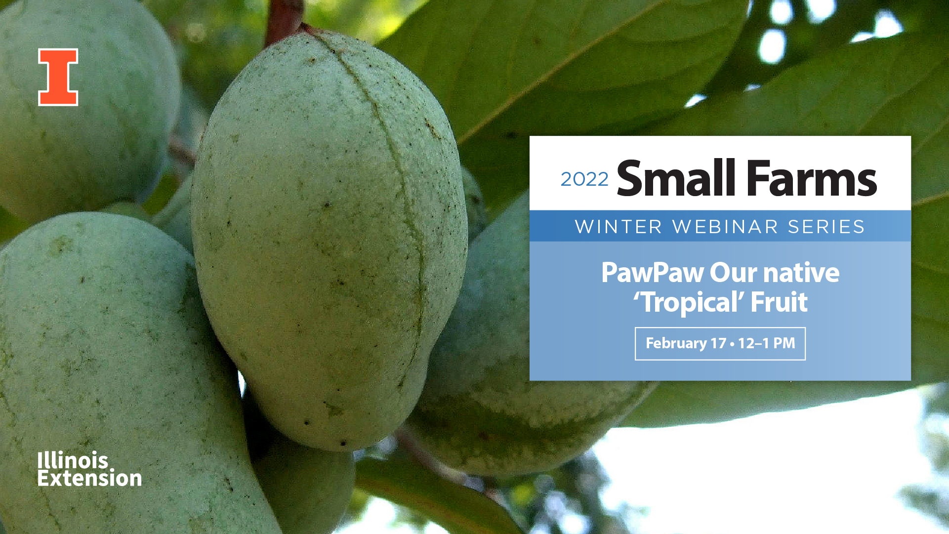 pawpaws