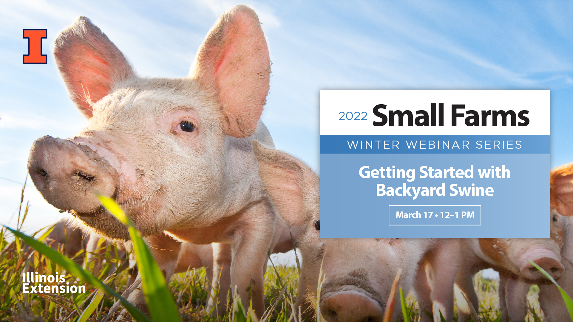 raising swine hogs in backyard