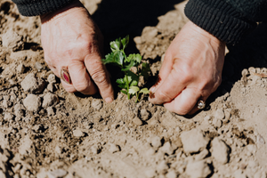 A person planting in soil outside