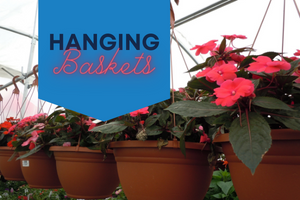 a row of hanging baskets in a greenhouse. Terra cotta color baskets with bright red flowers.