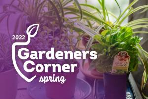 plants in window with Gardeners Corner Spring 2022 text overlay