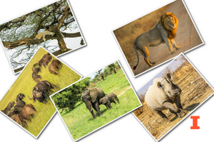 various animals in photos