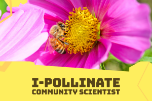 I-Pollinate