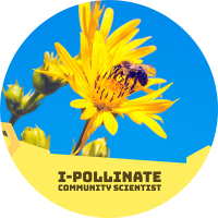 bee on yellow flower with text "I pollinate community scientist"