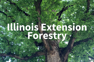 Bur oak tree with green leaves with text "Illinois Extension Forestry"