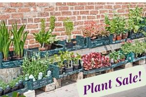 Row of flower and vegetable plants in pots for sale