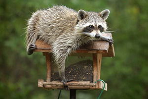Racoon laying on top of bird feeder