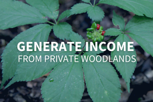 Generate Income from private woodlands