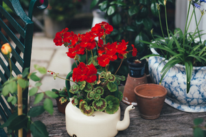 Red blooming plant inside a cream colored teapot with green plants in other containers in the background 