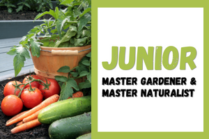 Basket of tomatoes, carrots, zuchinnis with words Junior Master Gardener and Master Naturalist