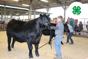 Teen boy leading black cow in arena