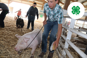 Teen boy leading pig in arena