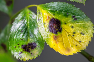 photograph of green leaves turning yellow with black spots