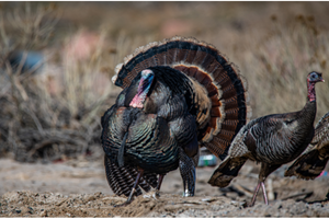 Large male turkey, tail feathers spread wide with female on the right with brownish dirt, weeds background