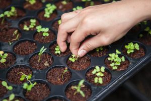 A hand checking a small plant sprouting in a growing tray