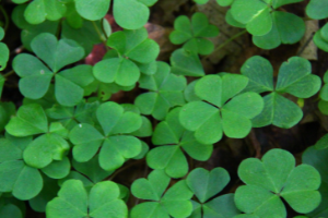 close up of green clovers