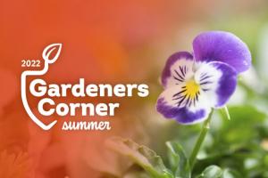 Summer 2022 Gardeners Corner with purple and white flower