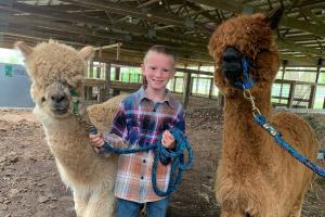 boy holding 2 alpacas