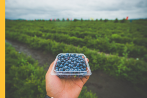 pint of blueberries being held in a hand in front of a blueberry field